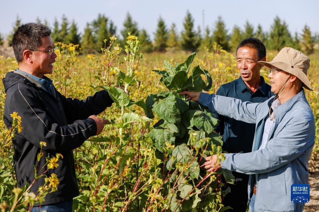 开户免费送白菜